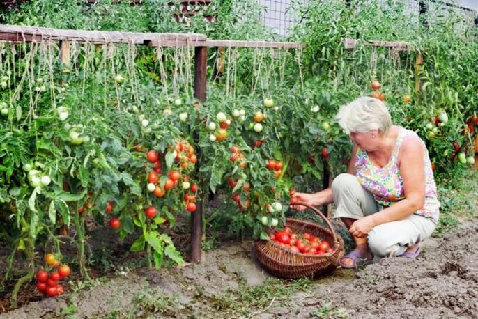 tomates du jardin contre les varices